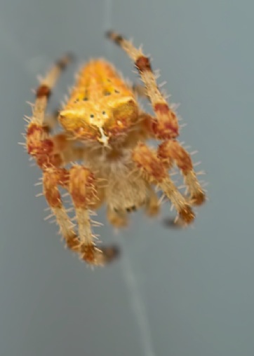 cat-faced spider